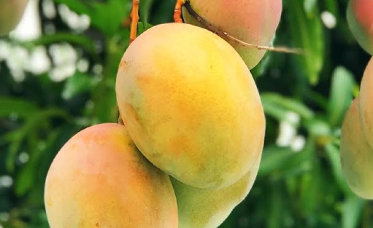 Mango (Fresh)