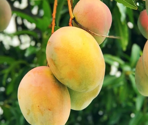 Mango (Fresh)