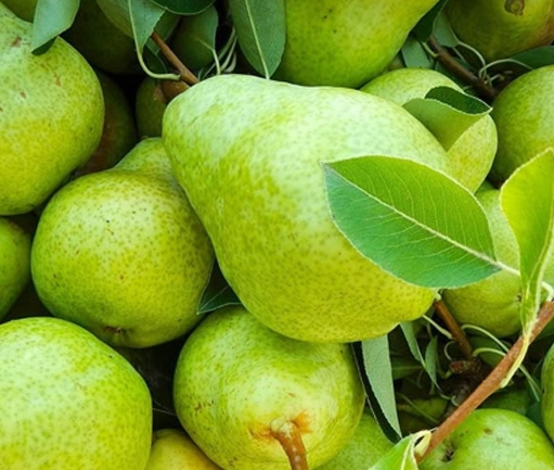 Pear (Fresh)