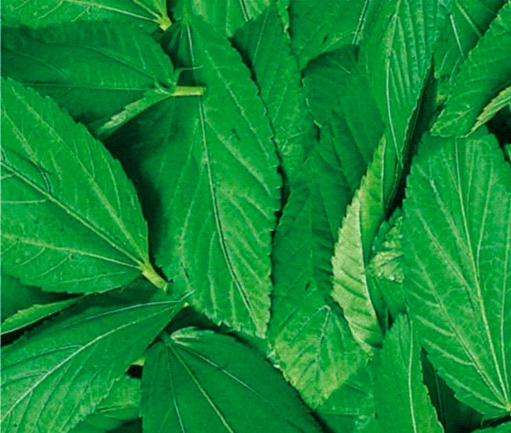 Molokhia (IQF Frozen)